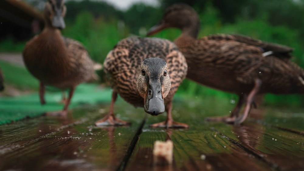 Photograph by Artem Khazov