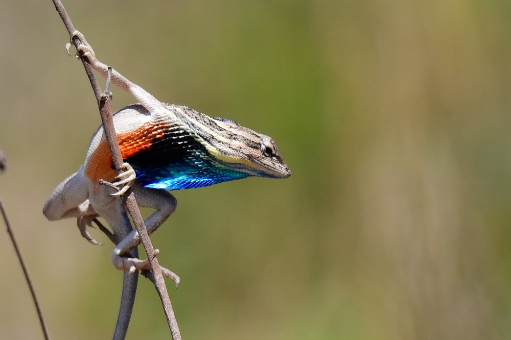 Photograph by Rishikesh Lande