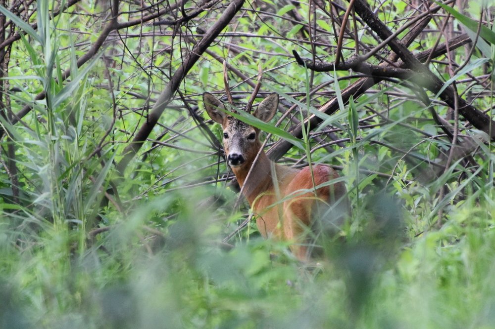 В лесной глуши.