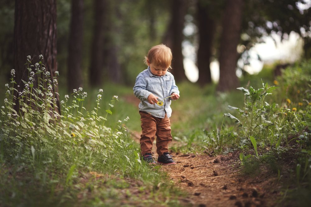 Лесная прогулка