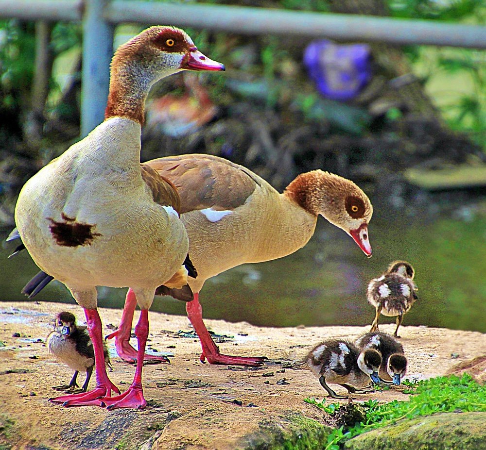 Photograph by Debbie Strauss