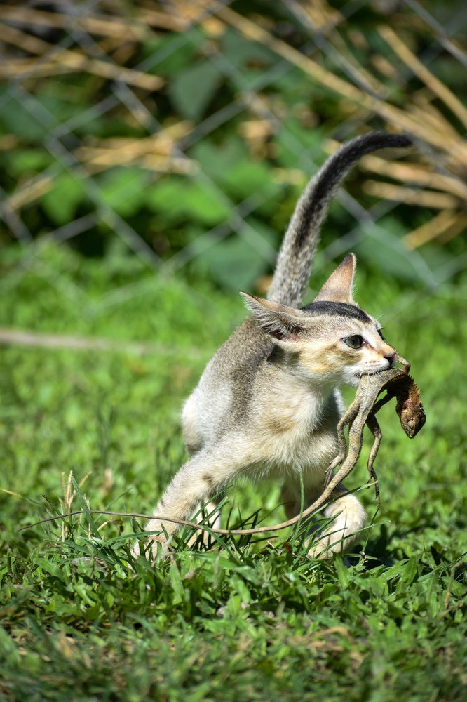 Photograph by Nayan Jyoti Kalita