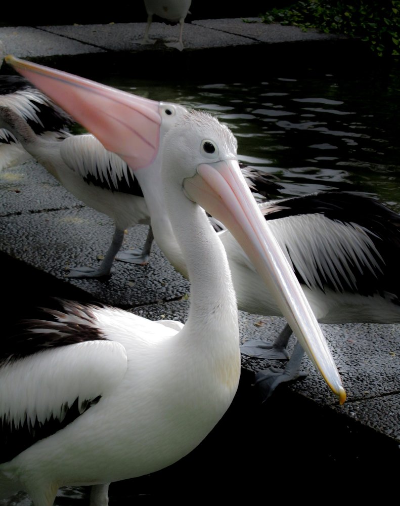 Photograph by Albert Maramis