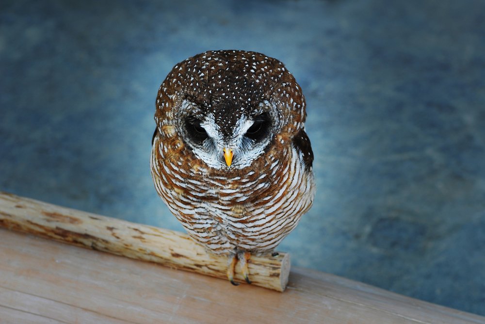 Photograph by mypure heart