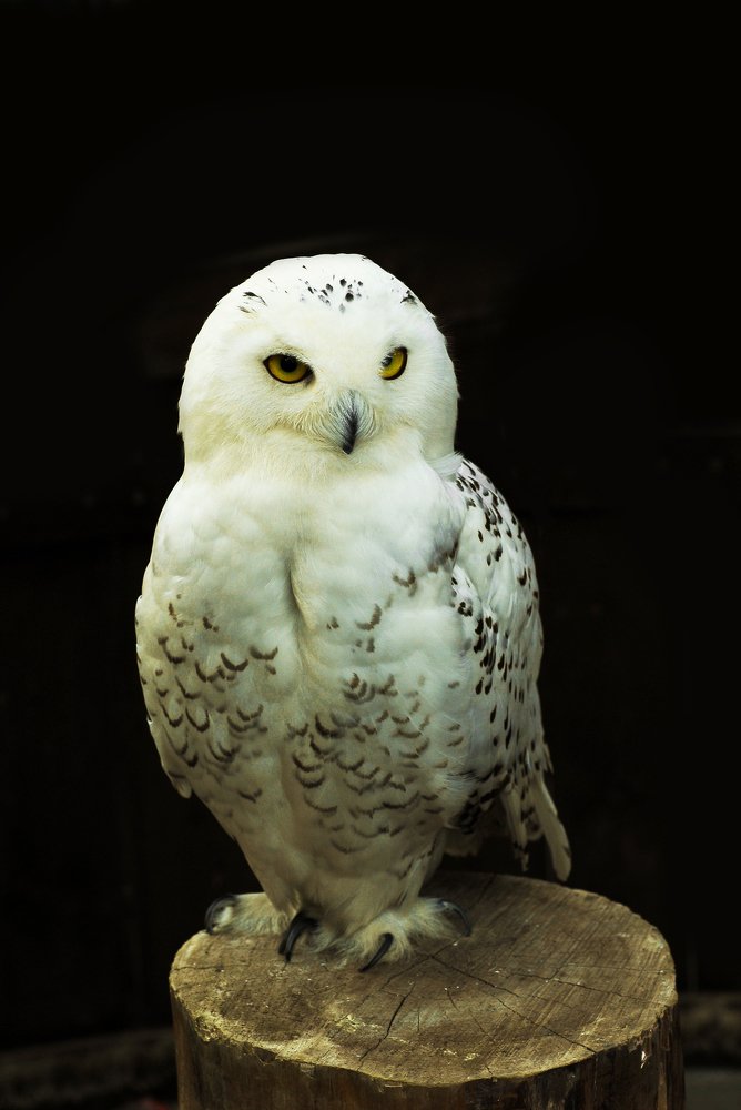 Photograph by mypure heart