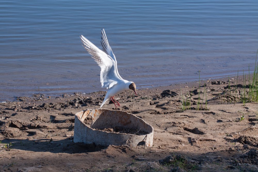 Photograph by Ольга Мажарук