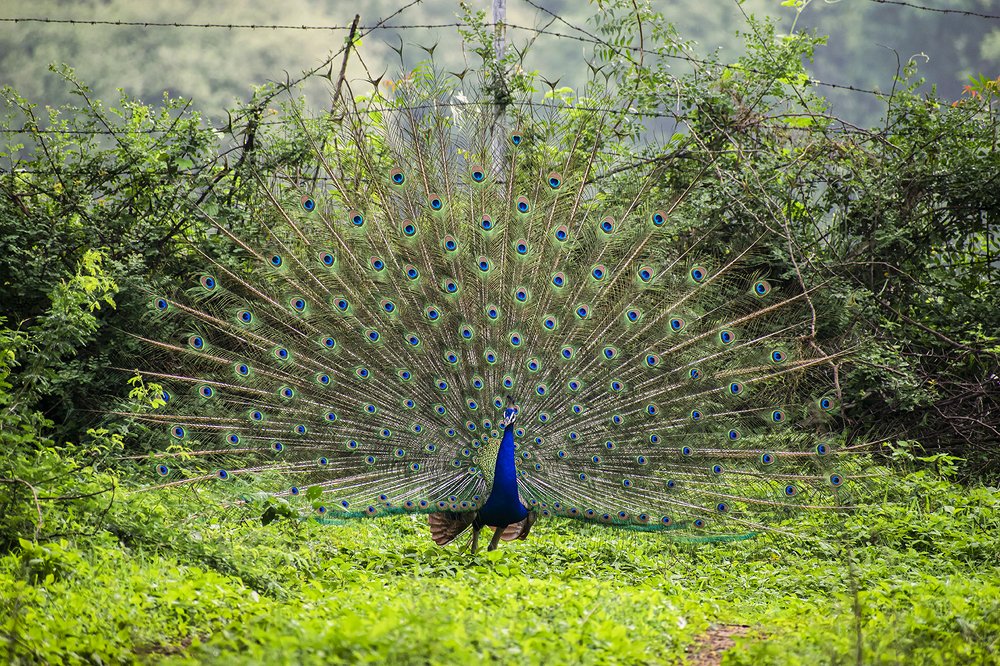 Photograph by mayur shrimali