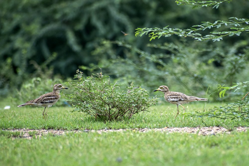 Photograph by mayur shrimali