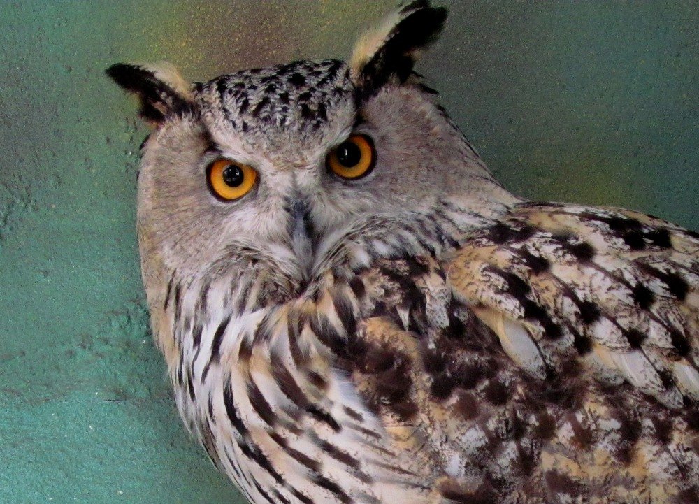 Photograph by Eлена