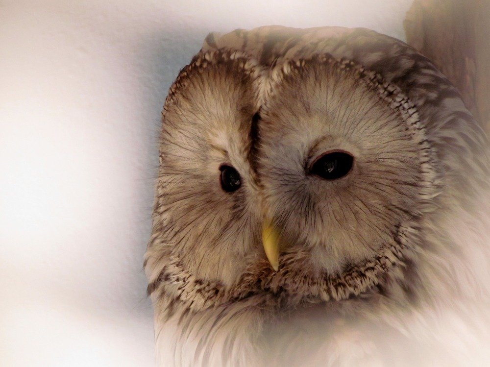 Photograph by Eлена