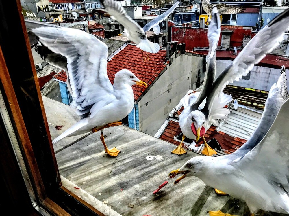 Photograph by Ирина Кропотина