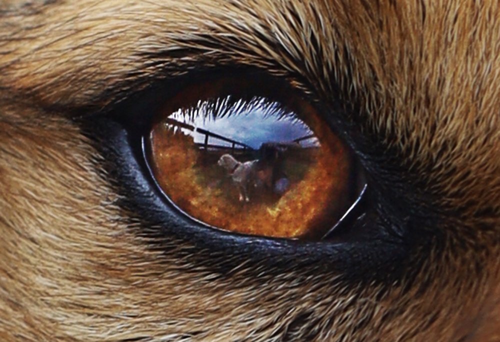 Мир глазами собаки