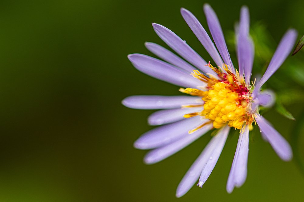Photograph by Ксения Преферансова