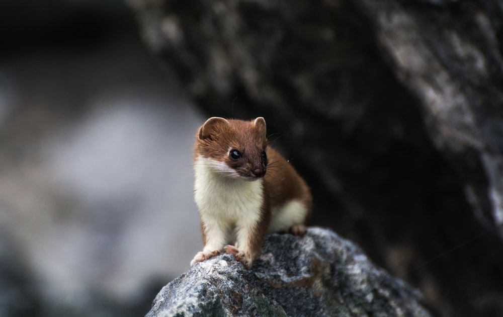 Photograph by Евгений Антонов