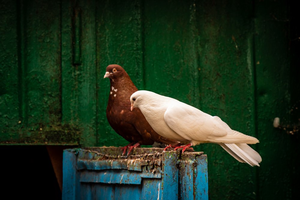 Photograph by Руслан Абдрашитов