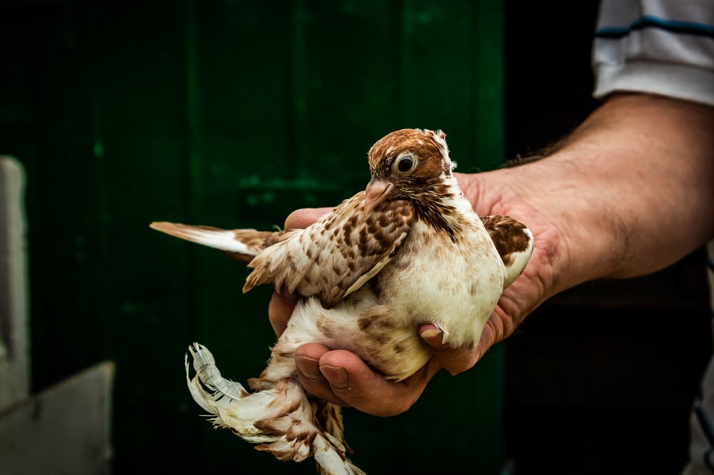 Photograph by Руслан Абдрашитов