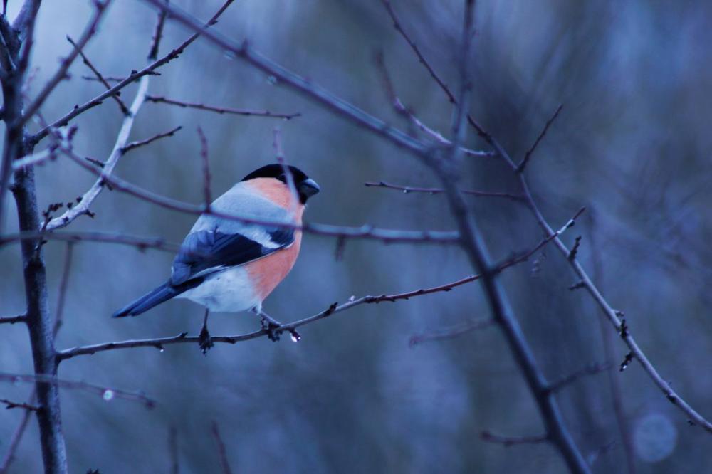Photograph by Екатерина Амирасланова