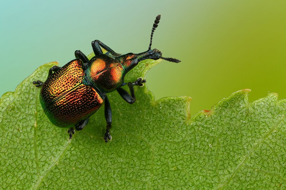 Трубковерт березовый