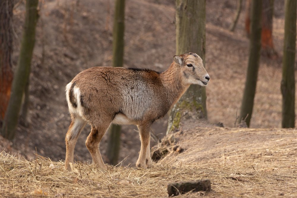Фотография автора Михайло Павленко