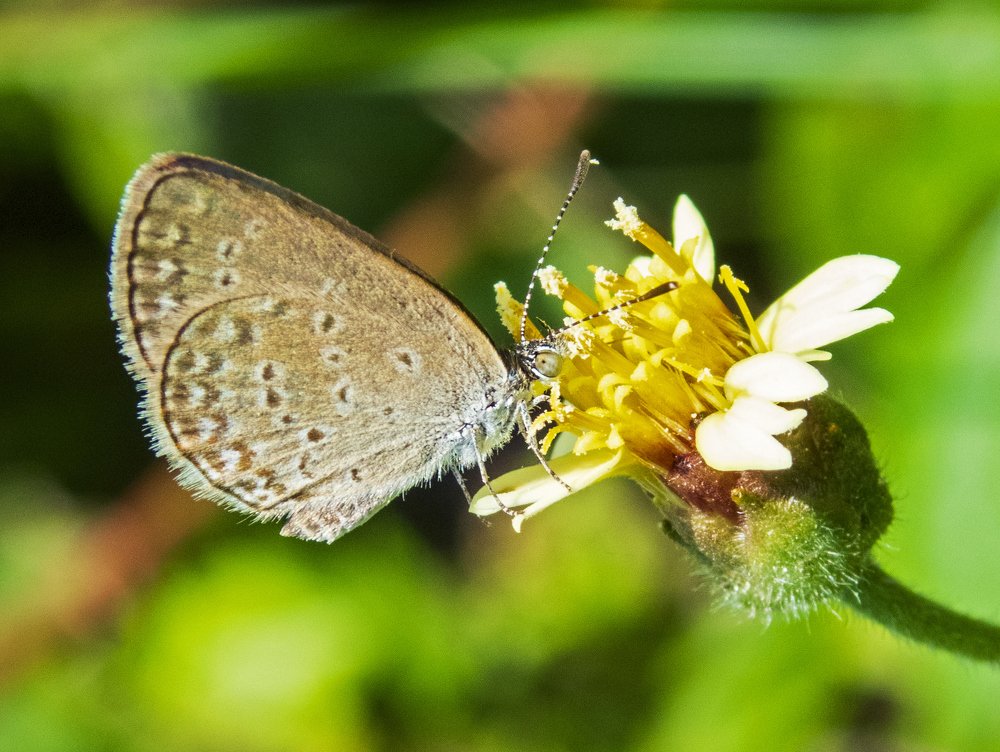 Photo #4858394