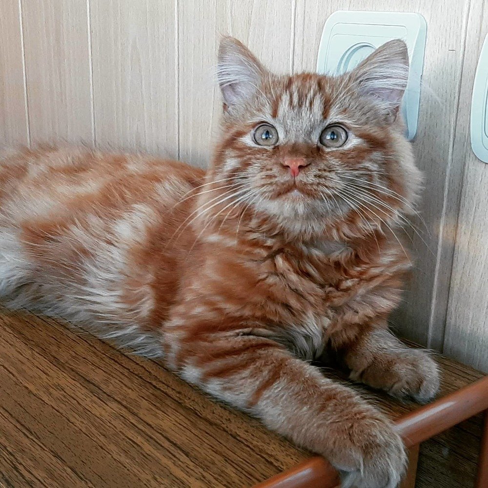 Фотография автора Александр Федоренко