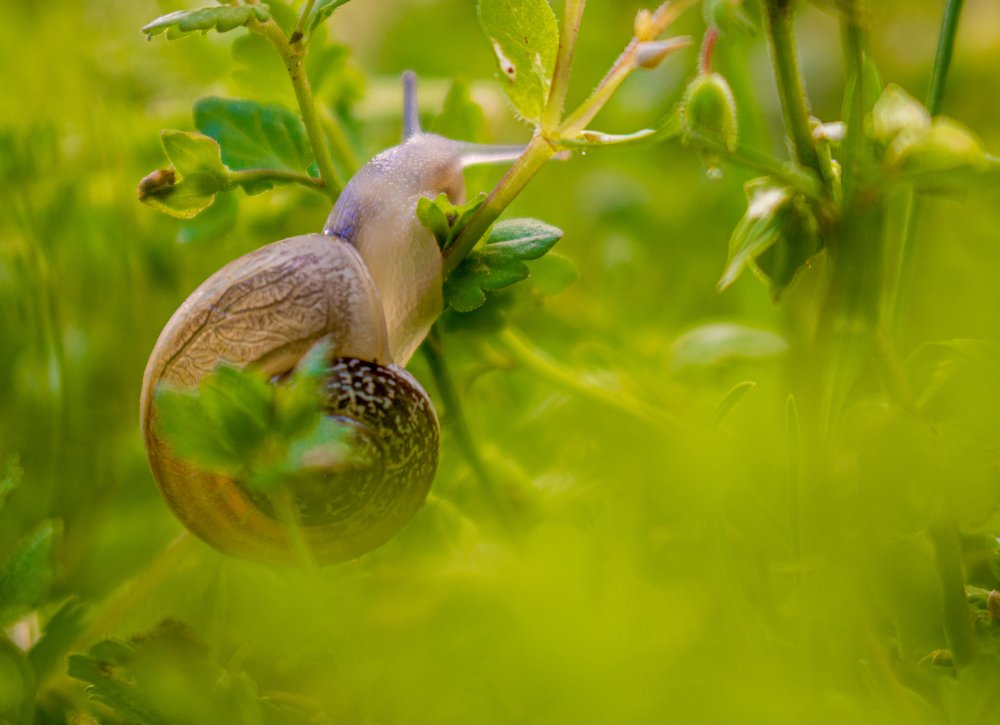 Snail life between grass