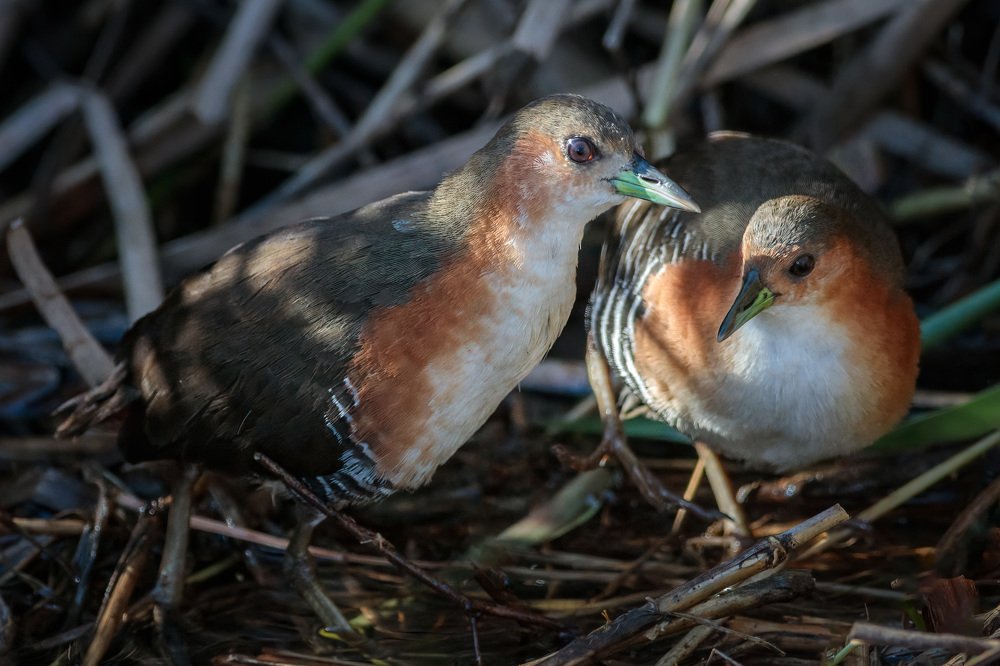 Photograph by Jaim Oliveira