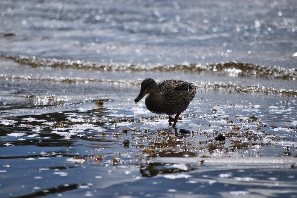 Photograph by Дмитрий Кривойван