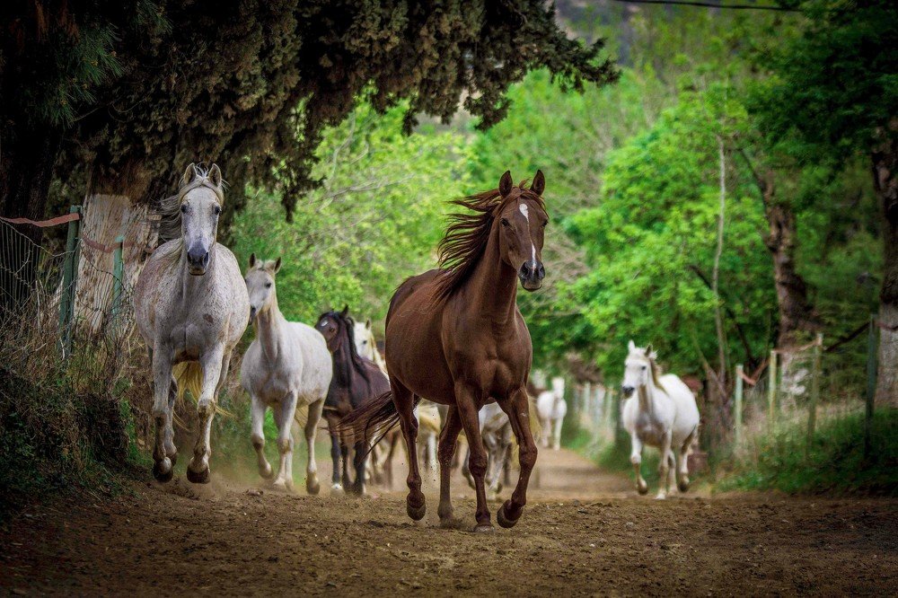 Photograph by KHALIFA MOHAMED