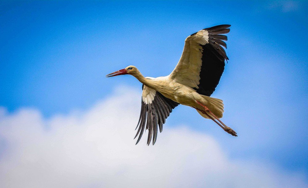 Photograph by KHALIFA MOHAMED