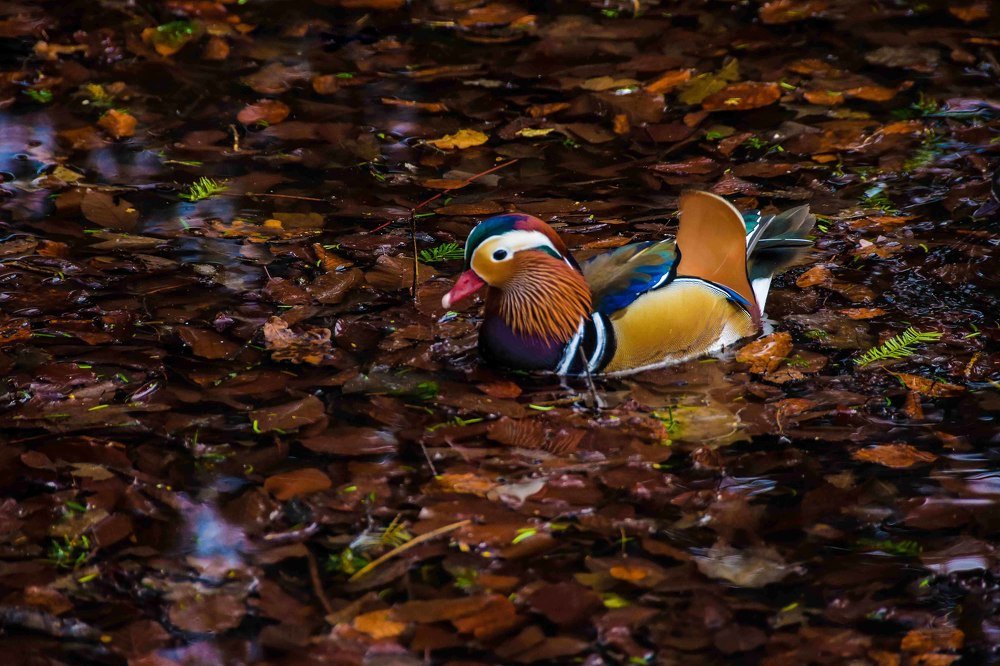 Photograph by KHALIFA MOHAMED