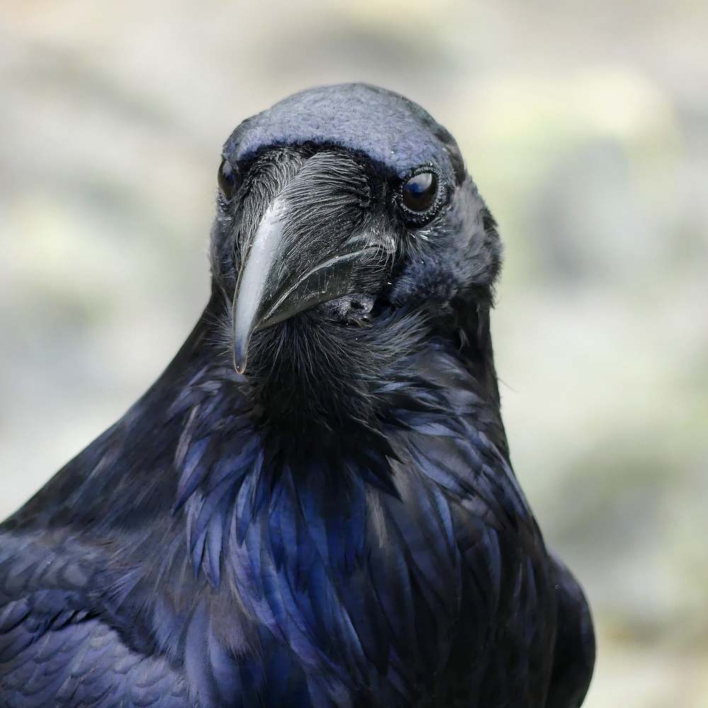 Majestic Raven