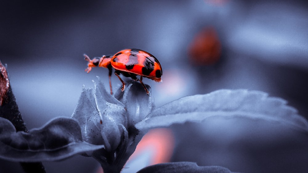 Ladybug