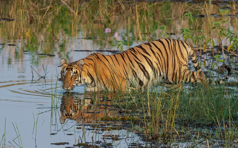 Photograph by Soumya Majumder