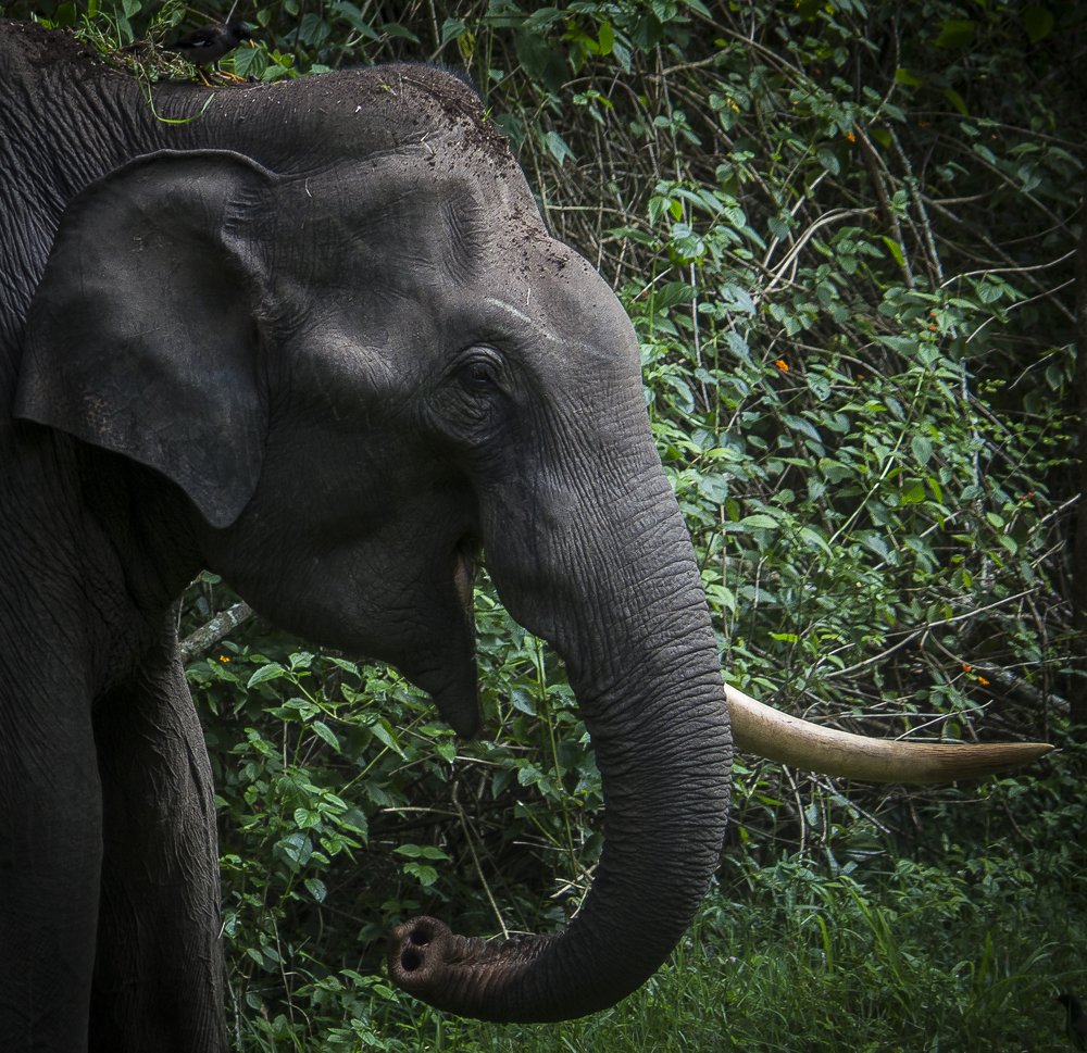 Portrait of an elephant