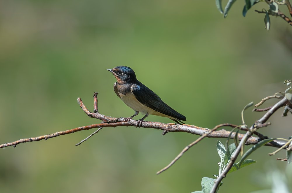Photograph by Сергей Алтуфьев