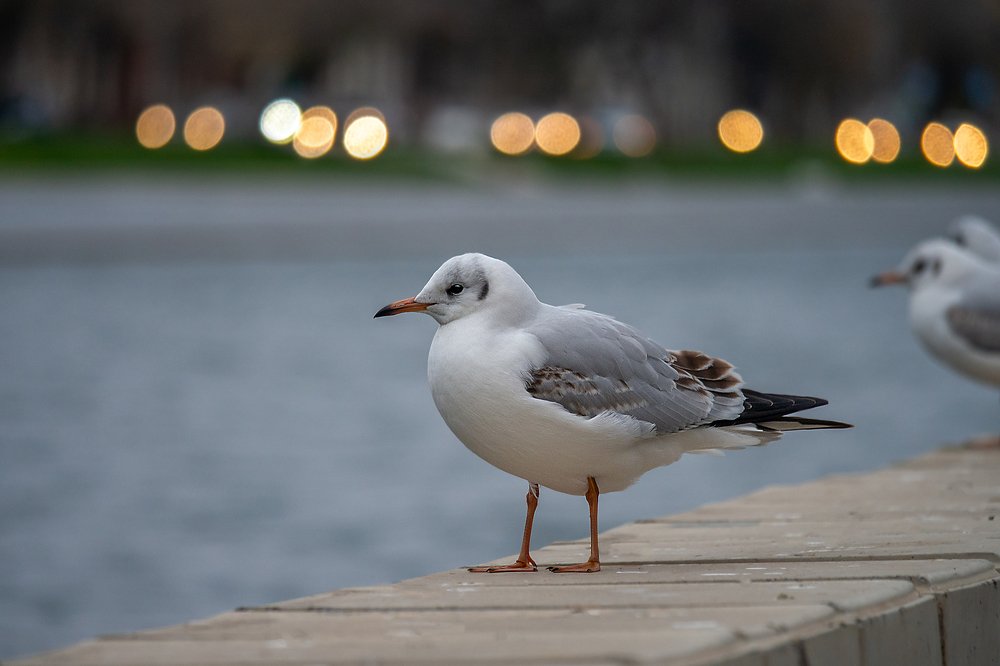 Photograph by Сергей Алтуфьев