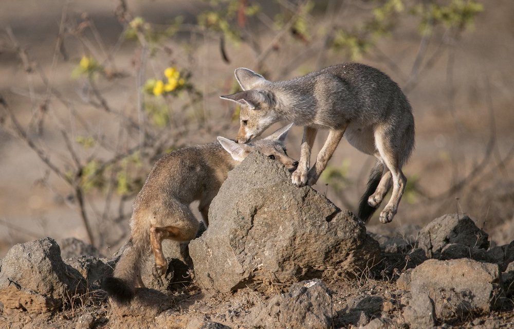 Photograph by somil makadia