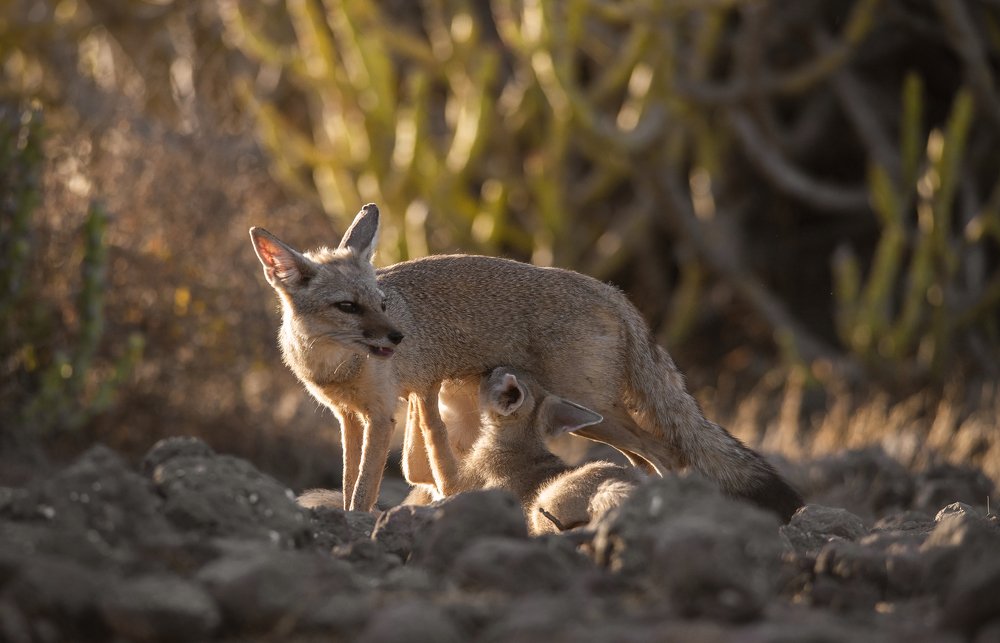 Photograph by somil makadia