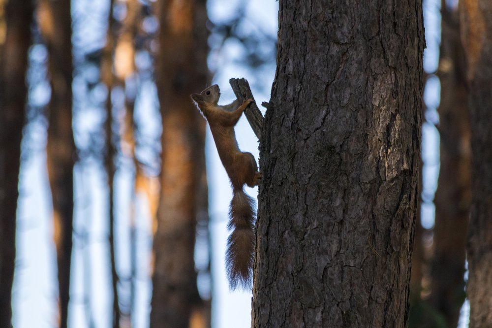 Photograph by Дмитрий Тимин