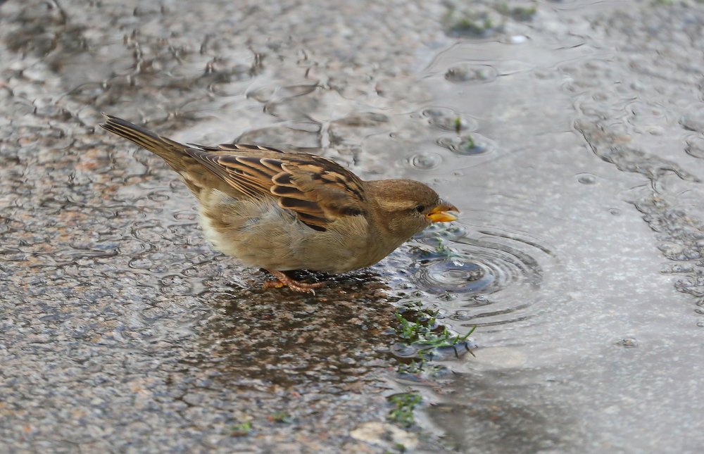 Photograph by Станислав Вершинин