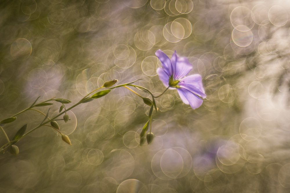 Photograph by Ferenc Zsolt Lőrincz