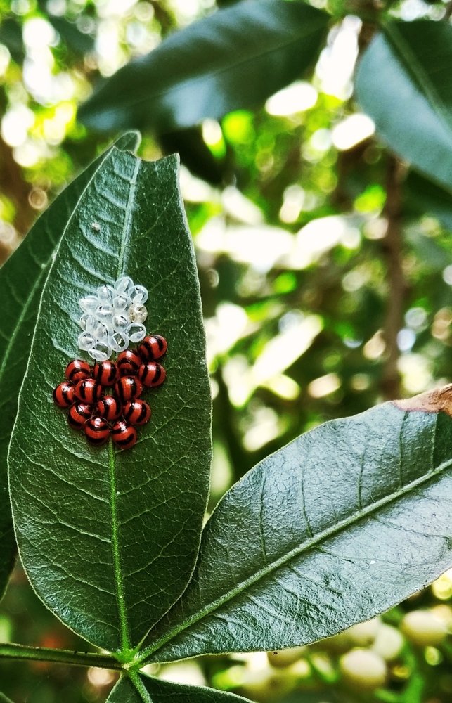 Macro photography