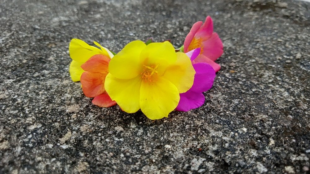 crown of flower