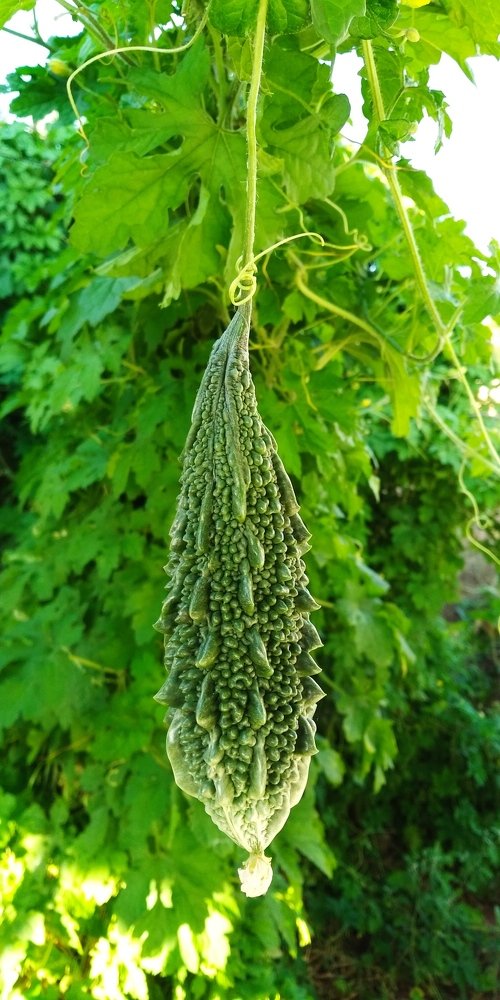 Bitter gourd