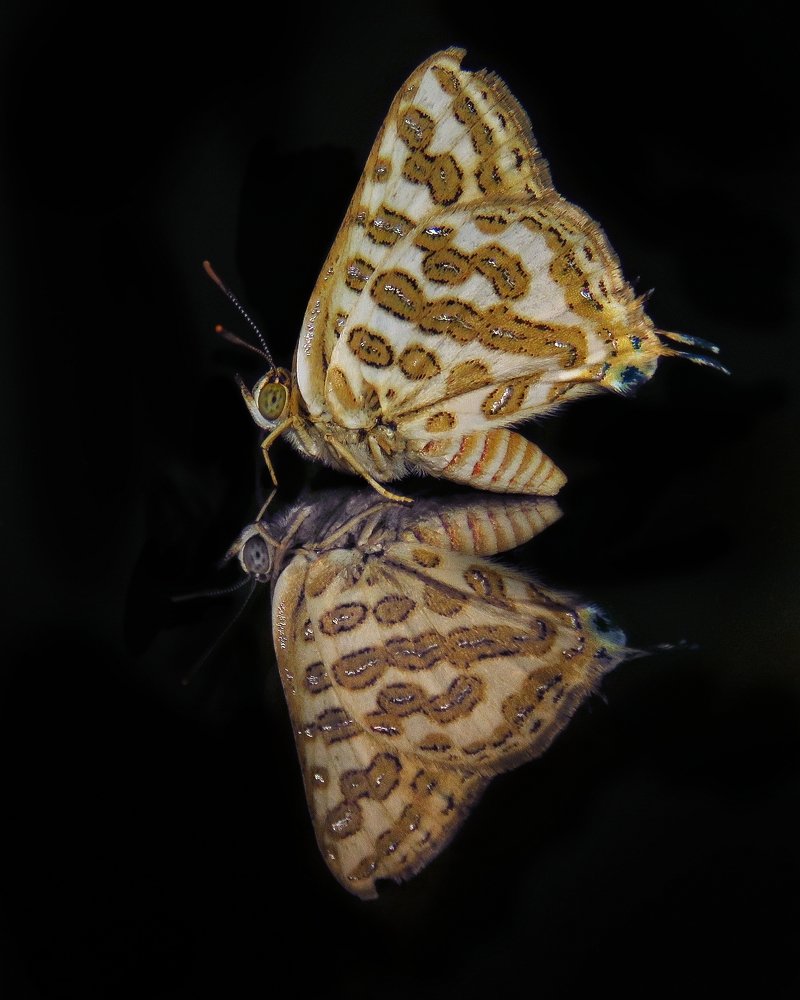 Photograph by Amin Ghaffarian