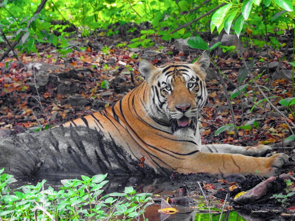 Photograph by Sumeet Prashant Kotharkar