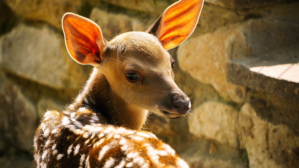 Photograph by Виталий Павлов