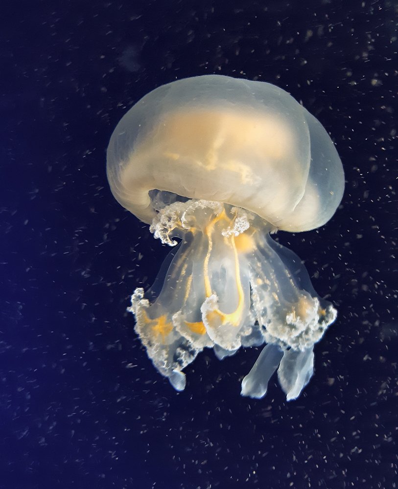 Jellyfish 7