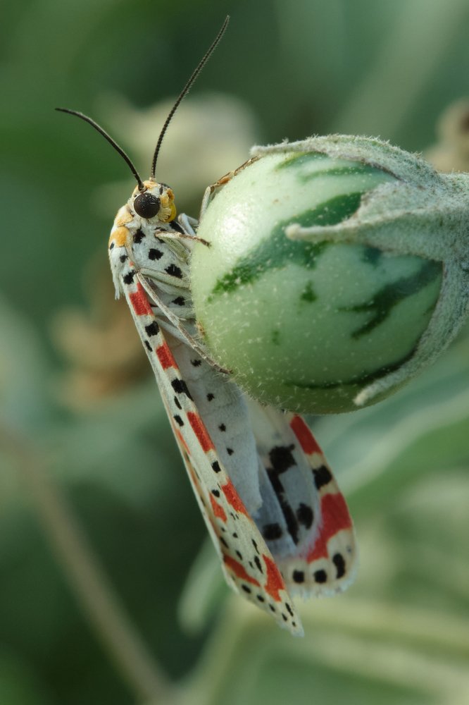 Фотография автора vladimir algazin